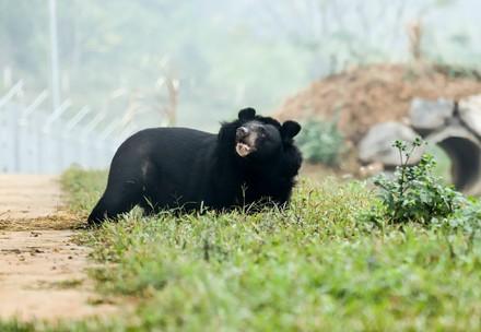 Bear Nhi Nho at BEAR SANCTUARY Ninh Binh