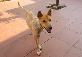 Archie happy after treatment