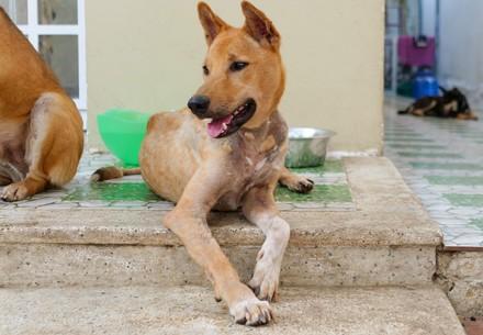 Rescue Dog Archie Rescue Dog Archie