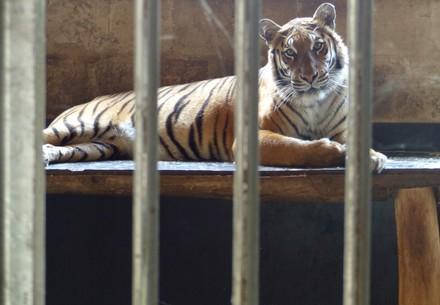 Tiger Trade in Europe