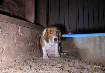 Scared dog who is hiding