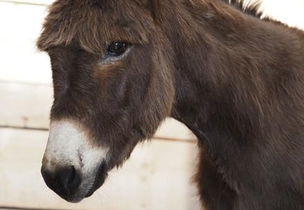Rescue Donkey Puica Rescue Donkey Puica