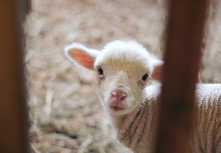 Lamb in a stable Lamb in a stable