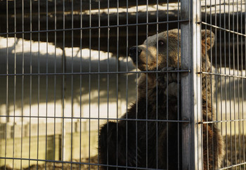 Brown bear in captivity