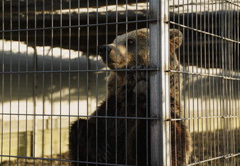 Brown Bear Flora in Enclosure Brown bear behind bars in an enclosure