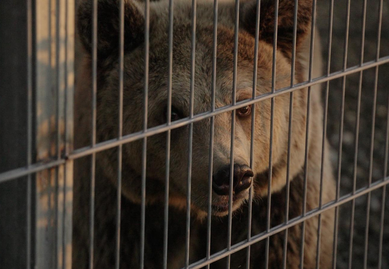 Brown bear behind bars in captivity