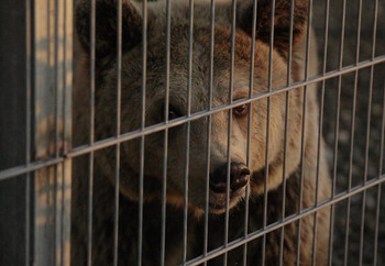 Brown Bear Flora in Captivity in Albania Brown bear behind bars in captivity