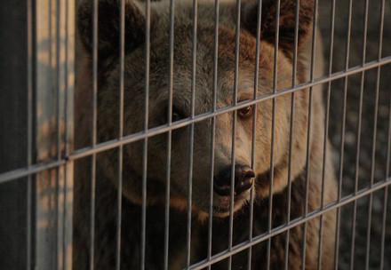 Brown bear behind bars in captivity
