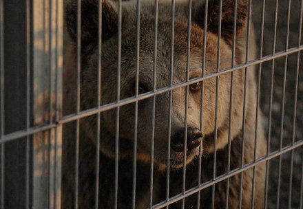 Brown bear in captivity