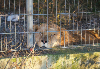 Lion lying down behind bars