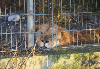 Lion Erion in Capitivity in Albania Lion lying down behind bars