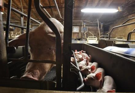 Mother pig and piglets in cage