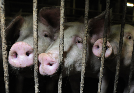 Pigs in factory farming