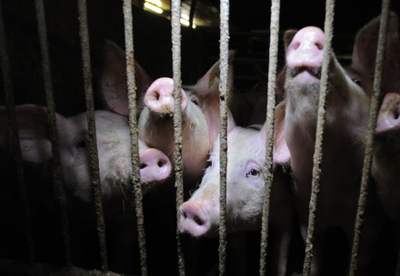 Factory farmed pigs