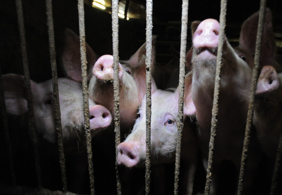 Pigs crammed together in a small cage
