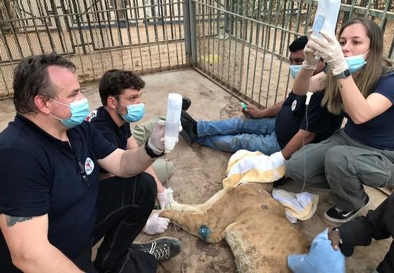 Lioness Kandaka receiving treatment