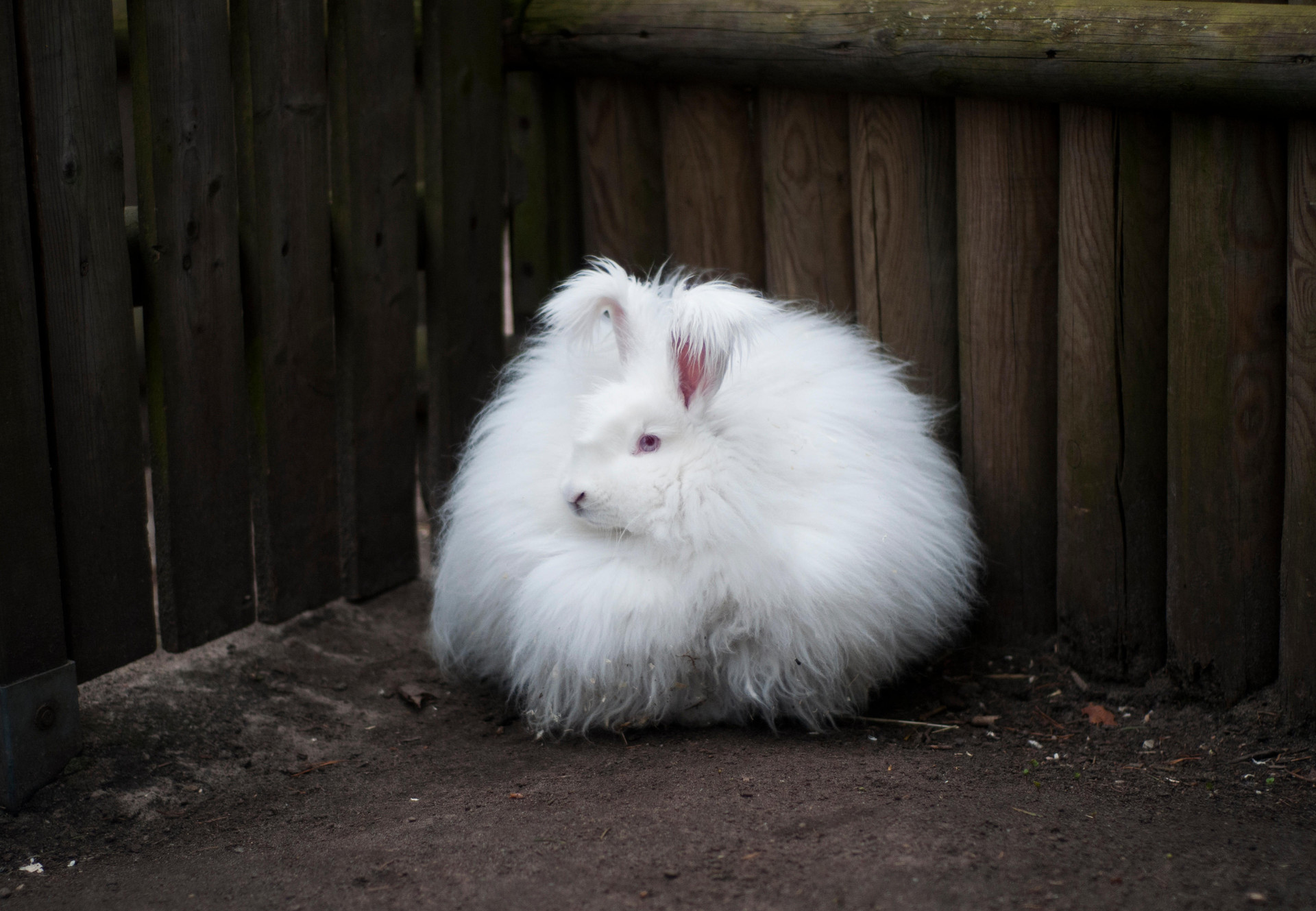 Angora Angora rabbit