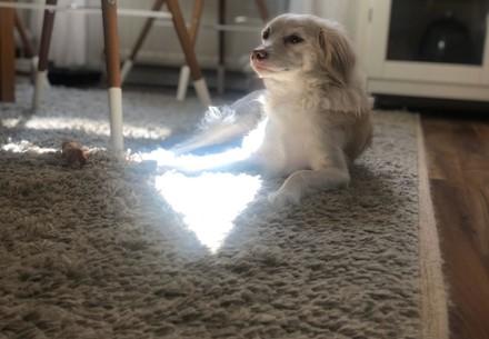 Dog laying in the sun at home