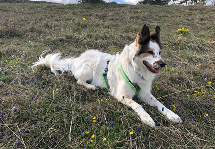 Dog wearing a harness