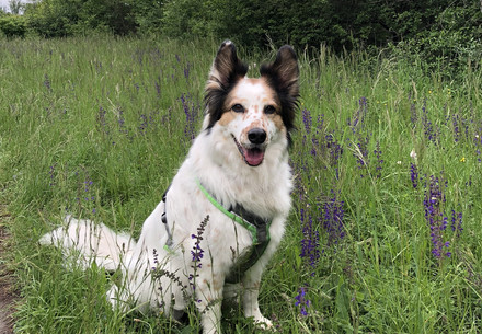 Dog standing in grass