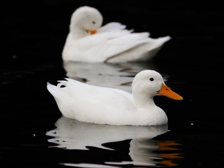 Two white ducks