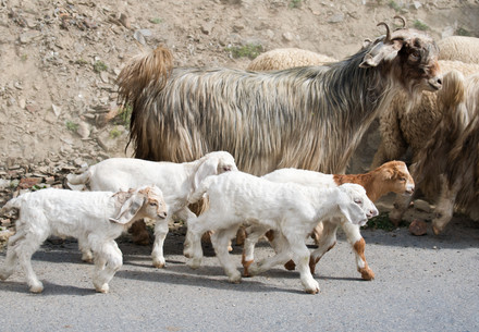 Certification Insights Report Cashmere goat with a group of goat lambs