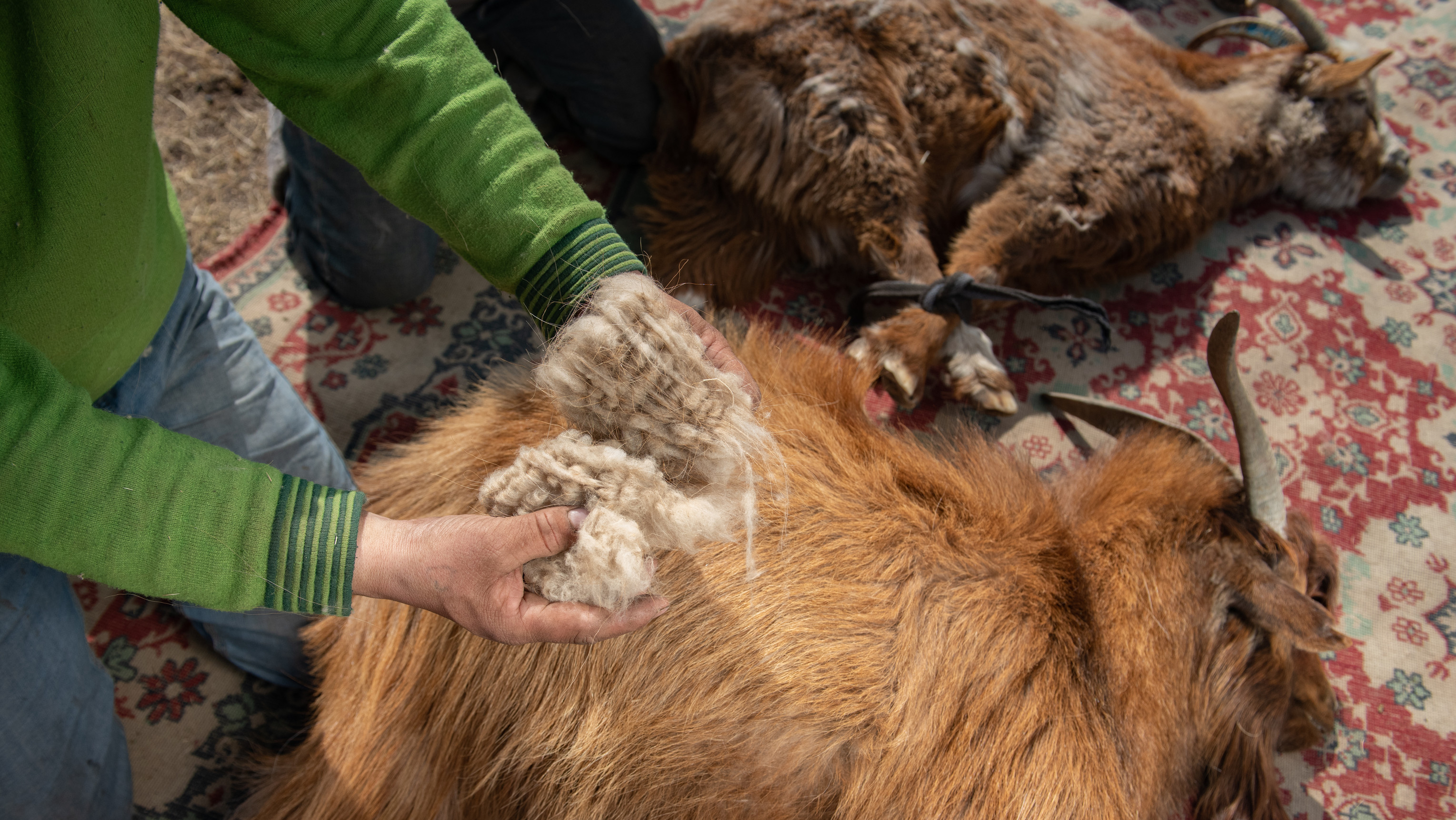 Cashmere goat Cashmere goat