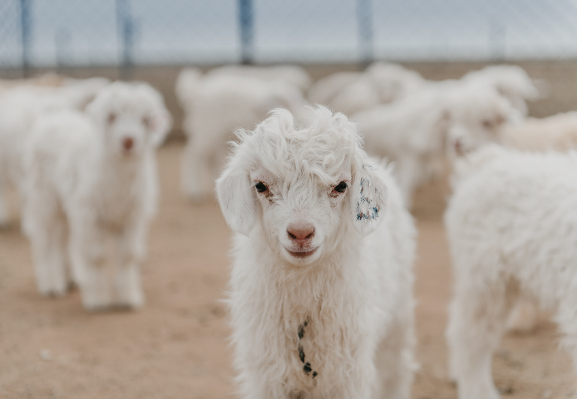 Cashmere Cashmere goat lamb