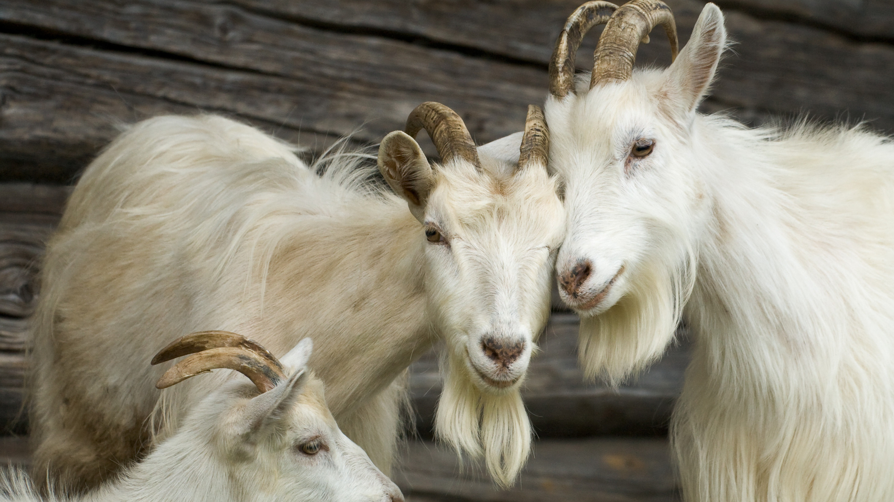 Family of cashmere goats Family of cashmere goats