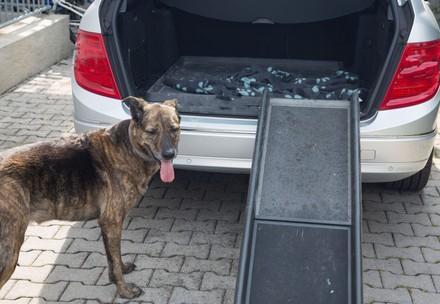 Dog and a car ramp