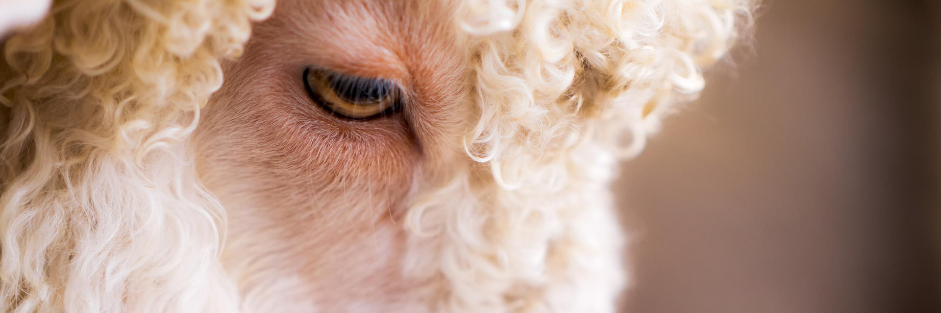 Angora goat Angora goat