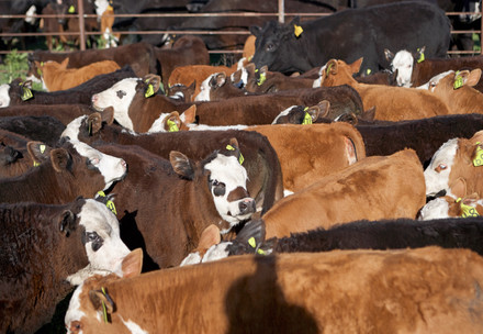 FOUR PAWS Report: Meat is "Eating up the planet"