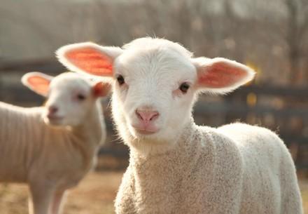 Two lambs in a field