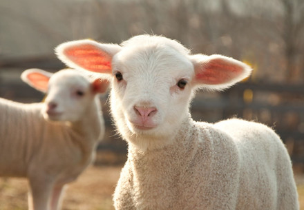 Lambs in Australia