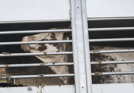 Cow being transported in truck