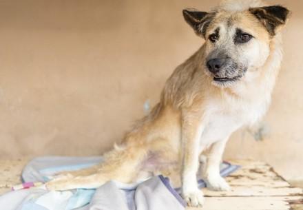 Dog Fufu was found with a broken back