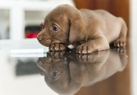 Puppy receiving treatment