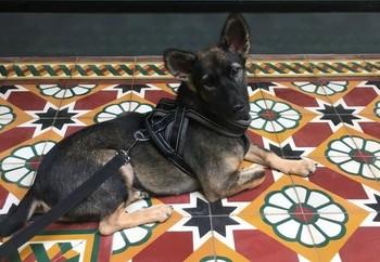 Dog Rashi in his new forever home