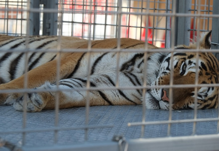 Tiger being kept in a wagon