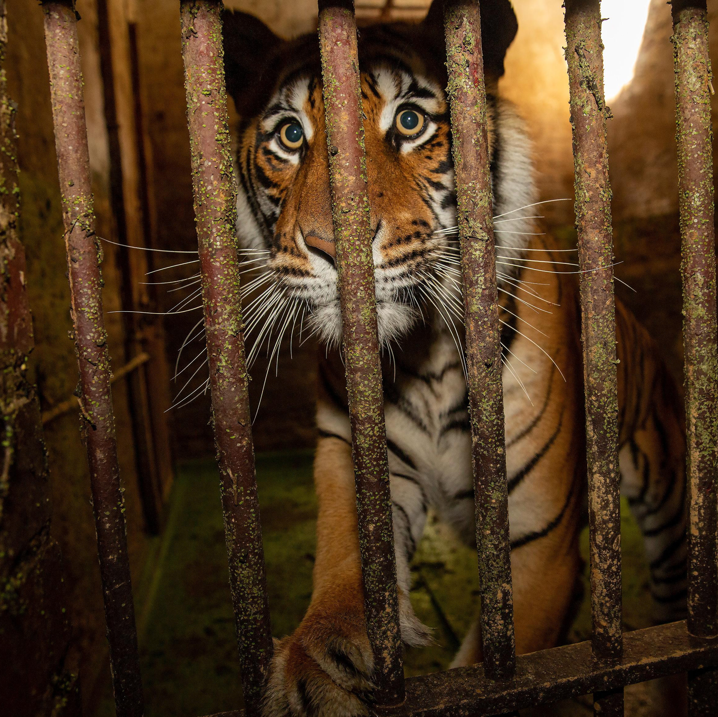 Tiger in South Africa