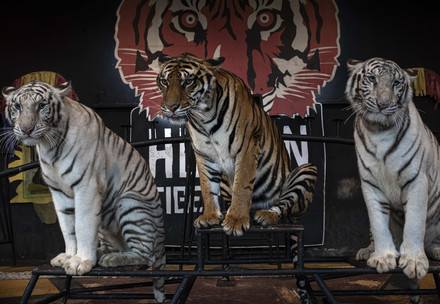 Two white tigers and a brown tiger are forced to sit in a circus in Thailand