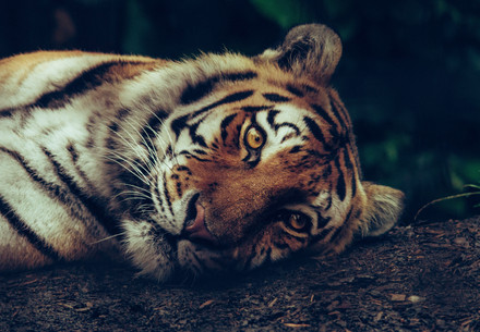 Tiger laying down