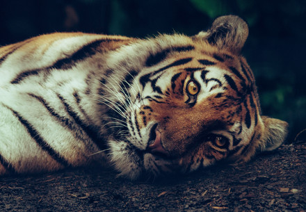 #RuthlessTrade - a campaign of FOUR PAWS Lying Tiger