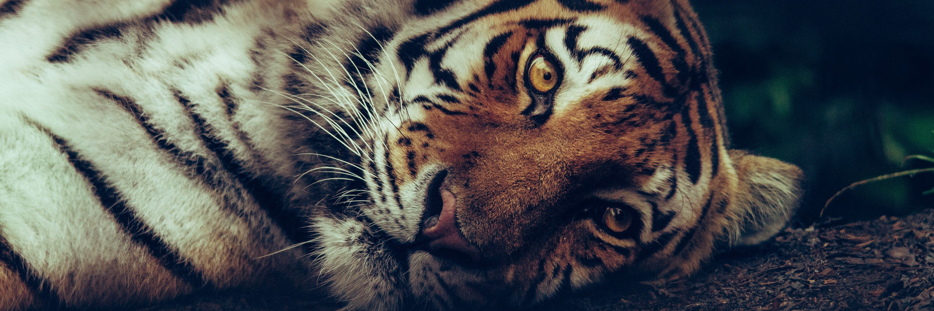 #RuthlessTrade key visual - a tiger lying on this side