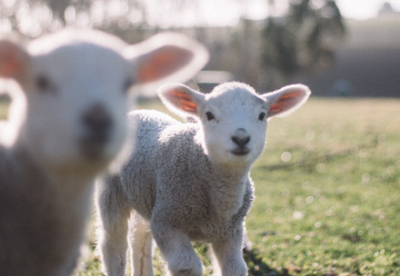Lambs on a field