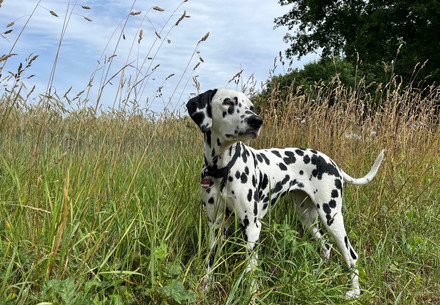 Dog in a field