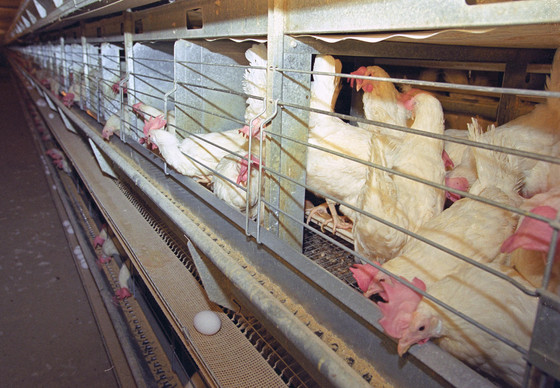 Chicken in dark and tiny cages