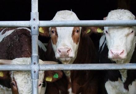 Cattle in the stable in Germany