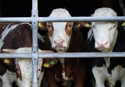 Cattle in the stable in Germany