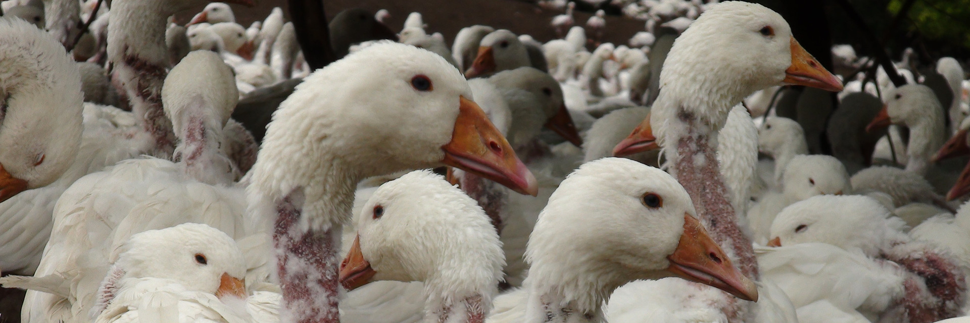 Wear it Kind for an animal-cruelty free fashion industry Live-plucked geese